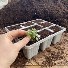 5 tips to buy better, healthier seeds & seedlings. 9 Cell Recyclable Grey Plastic Plant Tray Pack Of 100 Brookside Nursery