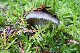 Diğer adı ile ihtiyol olan, egzama, apse ve çıbanlar başta olmak üzere iltihaplı cilt problemlerinin iyileşmesi için etkili olan, antiseptik etkiye sahip olan bir merhemdir. Bahar Mart Mantari Hygrophorus Marzuolus Mantarli Yasam