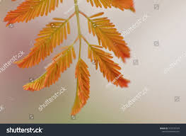 Image result for Libidibia coriaria