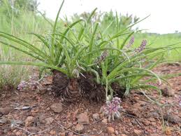 Image result for Ledebouria Unidentified sp. no5.