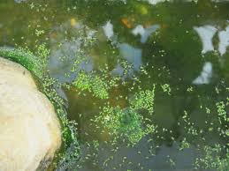 Image result for Wolffia arrhiza