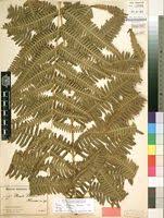 Image result for Pteris friesii