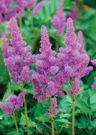Astilbes For Shade Gardens Plants Plant Care Shade Plants