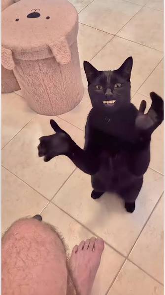 Video Con Mèo Vỗ Tay | TikTok