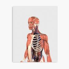 The regions of each bone where muscles attach to the bone grow larger and stronger to support the additional force of the muscle. Human Upper Body Showing Muscle Parts Axial Skeleton And Veins Poster By Stocktrekimages Redbubble