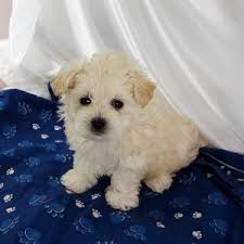 You can view their current available puppies on their website and contact them directly by phone if you have any questions. Tucker Maltipoo Puppy 614982 Puppyspot