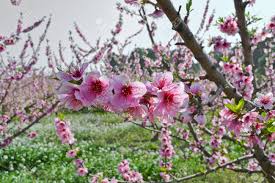 Fill with water and wait until the next day. Apricot Tree Flowers Background Stock Photo Picture And Royalty Free Image Image 74550229