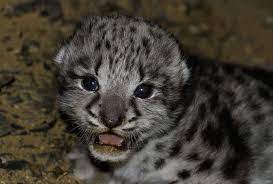 However, the ability to run fast is not a particular adaptation of this big cat. Life Cycle Snow Leopard Trust
