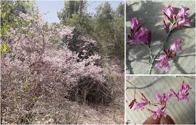 Image result for Isoglossa