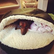 See more ideas about diy dog stuff, dog bed, diy stuffed animals. Snoozer Cozy Cave Dog Bed 12 Colors Fabrics 3 Sizes Cozy Cave Dog Bed Cave Dog Bed Dachshund Love