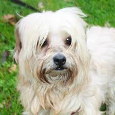 Epingle Sur Chien Croise 134 bois de sainte apolline 78370 plaisir. epingle sur chien croise