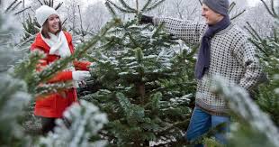 Die tradition des weihnachtsbaums ist schon recht alt; Weihnachtsbaum Alle Arten Im Vergleich Mein Schoner Garten