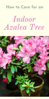 How To Care For An Indoor Azalea Tree In 2020 Indoor Flowering Plants Azaleas Beautiful Flowers