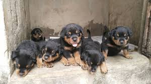 We have beautiful rottweiler puppies for sale on our website. The Ladybreeder On Twitter Good Evening Everyone I Have Pedigree Rottweiler Puppies Available For Sale Male And Female Sire Gizmo Zanas Babies Dam Anu Ajaajide Call Whatsapp 08108741237 Or Send A Dm Https T Co Wpjd5w6mea