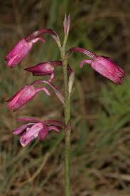 Image result for Eulophia hians