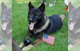 Find german shepherds for sale in portland, me on oodle classifieds. Scarborough Maine Police Department Remembers Beloved K9