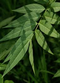 Image result for Senna hirsuta