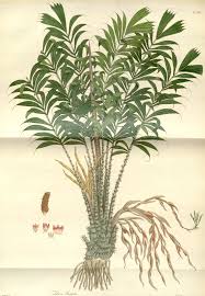 The outside of the fruit is scaly like a snake and prickly like a cactus, but the inside is sweeter than honey, sour like a pineapple and incredibly juicy. Salak Snake Fruit Salacca Zalacca This Is The Palm That Produces The Scaly Fig Sized Edible Fruits Shown In The Next Illustration Circa 1832