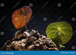 Image result for Menispermaceae