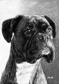 Black And White Boxer Dog Art The Portrait B W Boxer Dog Large A4 A3 Or A2 Limited Edition Etsy In 2020 Boxer Dogs Color Pencil Art Dog Paintings