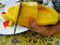 Di indonesia sendiri jenis mangga mahatir mulai ramai dibudidayakan khususnya pada pembibitan mangga mahatir, sedangkan untuk dibudidaya mangga mahatir yang merupakan jenis mangga unggul dari malaysia ini termasuk dalam mangga genjah sehingga jenis ini dapat cepat berbuah. Mangga Mahatir Mangga Jumbo Dari Malaysia Usaha Budidaya