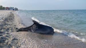 Cei aflați la mare sunt curioși să afle dacă temperatura apei este bună pentru bălăceală. Temperatura Apei MÄrii Negre DÄ Peste Cap TendinÅ£ele Globale