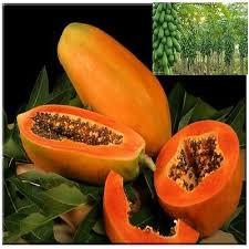 Today you'll see the difference in the blooms and it will become obvious w. Fresh Thai Red Lady Papaya Tree Plant Fruit Seeds Very Sweet Ebay