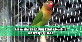 Membuat burung konslet menjaga stabilitas mental meningkatkan daya tahan tubuh memenuhi kebutuhan nutrisi menambah stamina lovebird menjadikan lovebird. Perawatan Dan Seting Lomba Lovebird Ala Wahyu Suseno