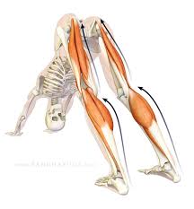 The Daily Bandha Yoga Muscles Yoga Anatomy Plantar Fasciitis