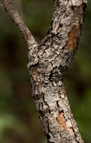 Image result for Combretum psidioides