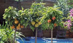 Check spelling or type a new query. Dwarf Fruit Trees In Small Gardens Terraces And Balconies Garden Jardinitis