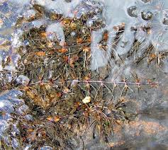 Image result for Podostemaceae