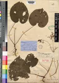 Image result for Scepocarpus trinervis