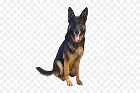 Select the breed to be taken to the list. German Shepherd Breeders Indiana Purebred German Shepherd Puppies German Shepherd Png Stunning Free Transparent Png Clipart Images Free Download