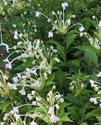 Image result for Clerodendrum incisum