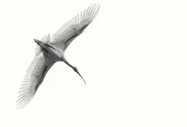 White Ibis National Geographic Photo Contest National Geographic Photos Photo Contest