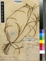 Image result for Commelina nigritana