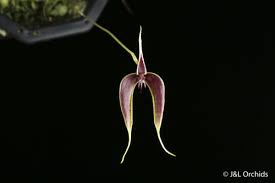 Image result for Bulbophyllum kivuense