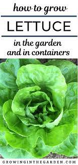 How To Grow Lettuce 6 Tips For Growing Lettuce Growing In The Garden Growing Lettuce Romaine Lettuce Growing Container Gardening
