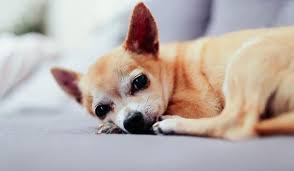 Incontinence Urinaire Du Chien Causes Et Traitement Par L Homeopathie