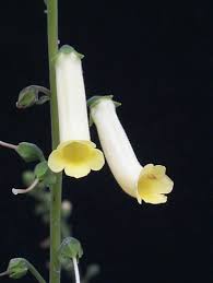 Image result for Canarina