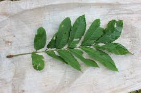 Image result for Trichilia