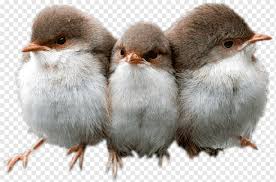 Laughter Caricature Satire Birds Animals Bird Perching Bird Png Pngwing Free for commercial use no attribution required high quality images. laughter caricature satire birds