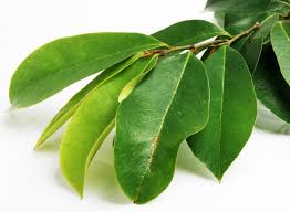 6 manfaat daun durian belanda sebagai air rebusan herbal. Daun 15 Manfaat Dan Khasiat Urutan Tradisional Penang Facebook