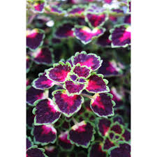 Image result for Coleus guerkei