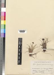 Image result for Pycreus aethiops