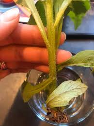Image result for Crassocephalum radiatum