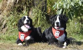 We did not find results for: Chien D Assistance Pour Enfants Autistes La Cour D Appel Eclaircit Les Droits Des Parents Blogue Soquij Actualites Juridiques Et Judiciaires Du Quebec