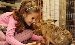 Agoraphobic Hare Becomes Pet After Being Saved From Farmer S Plough Daily Mail Online