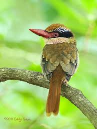 See more ideas about kingfisher, species, birds. Lilac Kingfisher Photo By Eddylynx Beautiful Birds Pet Birds Pretty Birds